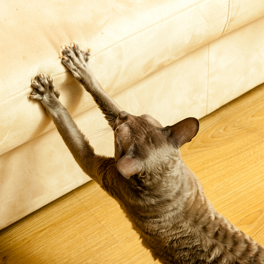 Cat Scratching Furniture