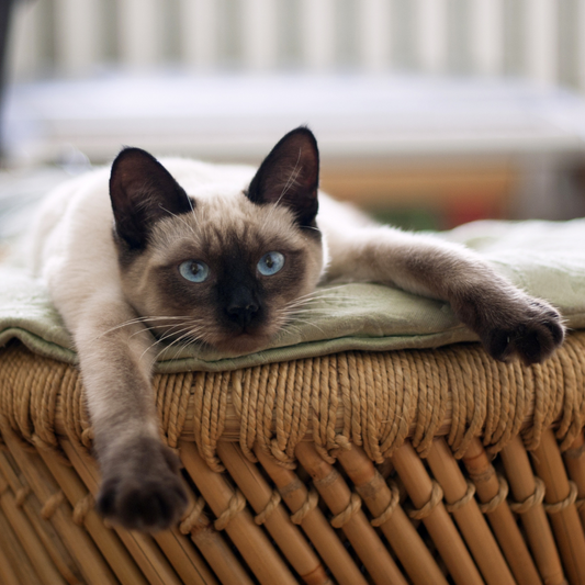 5 Tips to Make your Furniture Last Longer Even If You Are a Cat Owner
