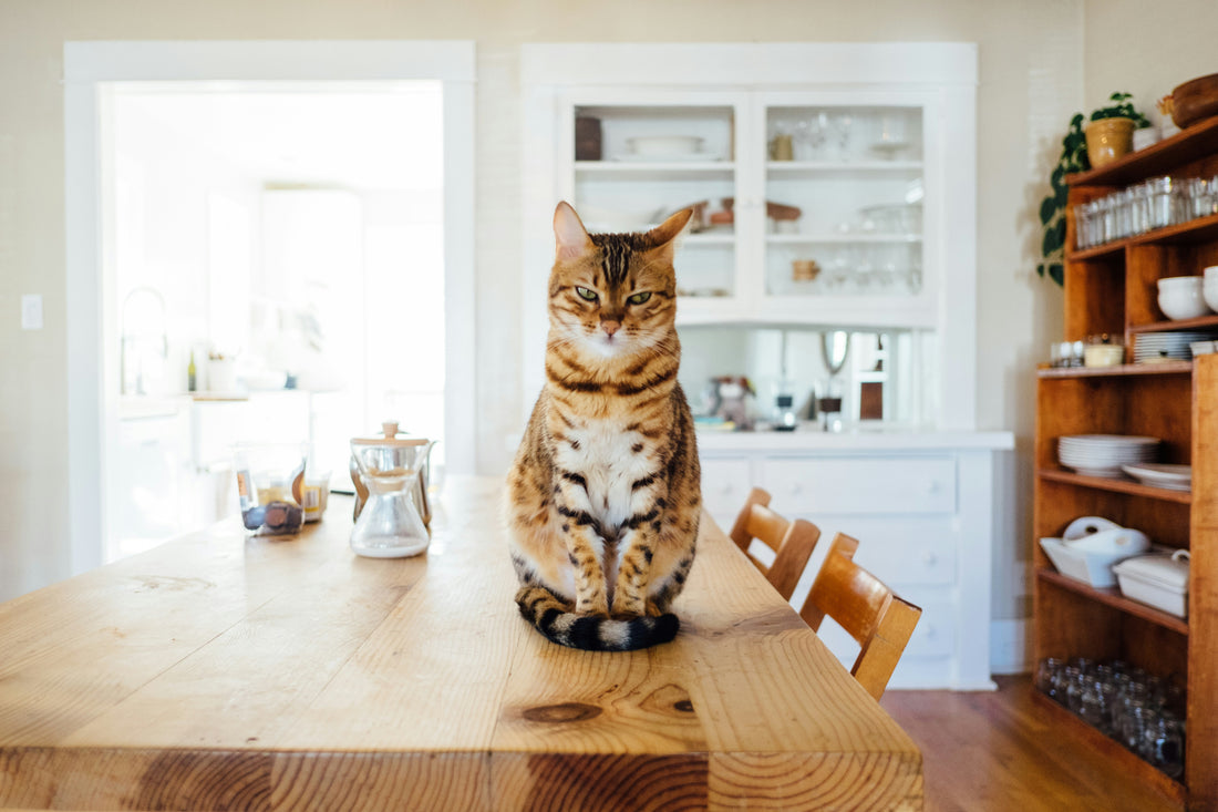 The New Pet Parent's Guide to Cat-Proofing Your Home: Room by Room Solutions